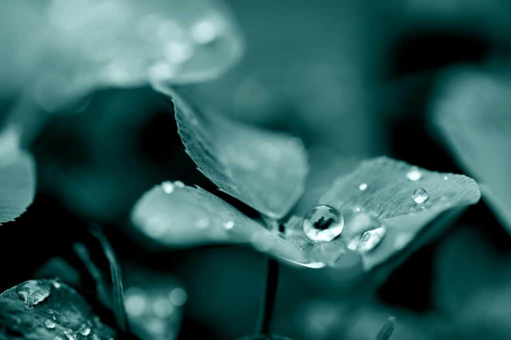 Four-leaf clover leaves with dew drops. Transparent water drop on leaf.